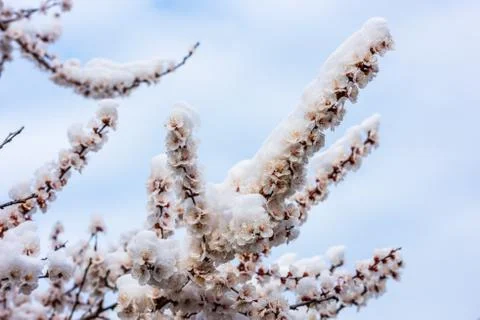 Flowering tree in the snow Stock Photos