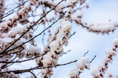 Flowering tree in the snow Stock-Fotos