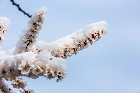 Flowering tree in the snow Stock Photos