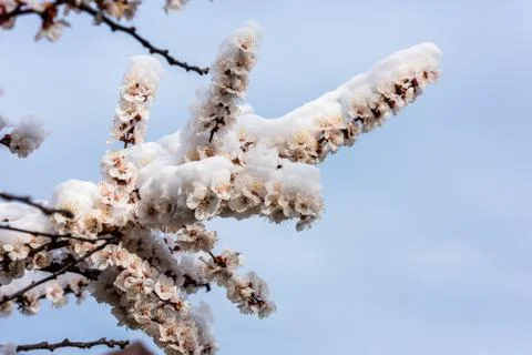 Flowering tree in the snow Stock Photos