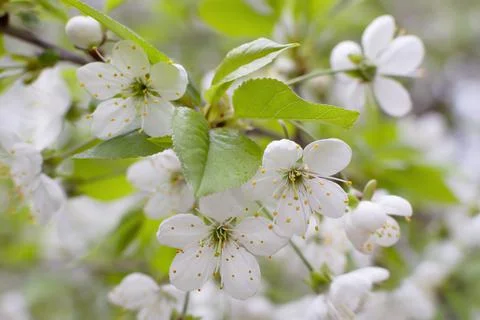 Flowering tree spring apple cherry sakura buds Stock Photos