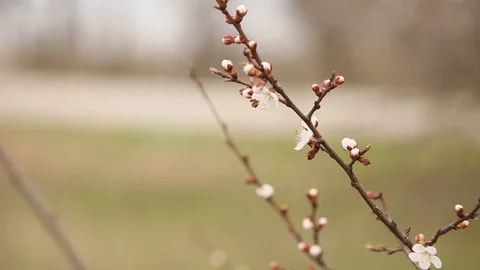 Flowering tree in spring, apricot, cherry blossoms Stock Footage 127636834