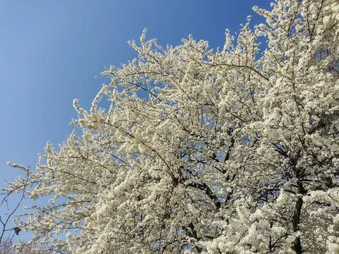 Flowering tree in spring in Baia Mare city, Romania Stockfoto's