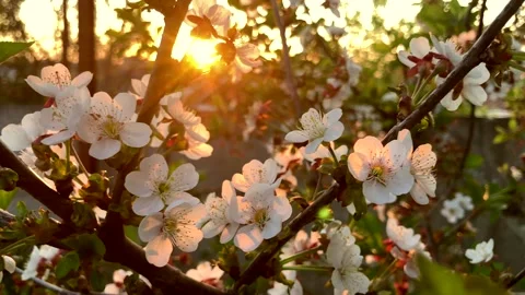 Flowering tree. A spring branch with flowers in the rays of the setting sun Stock Footage 336325327