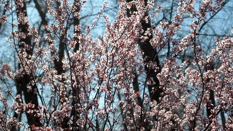 Flowering tree in spring. Cherries in the garden with pink flowers. Stock Footage 128649826