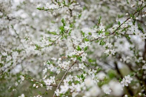 A flowering tree. Spring cherry blossoms. White flowers on a tree. Stock Photos