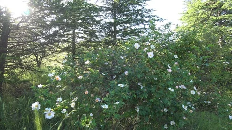 Flowering Tree On A Spring Day In Nature Stock Footage 109368042