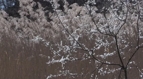Flowering Tree in Spring Video stock 48546174