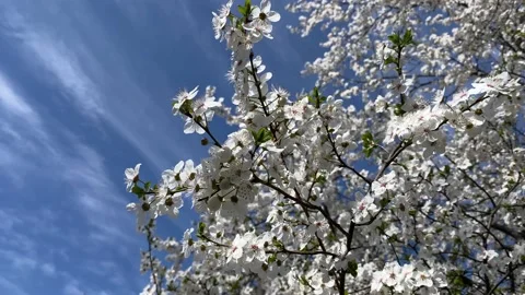 Flowering tree in spring Stock Footage 235946978
