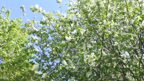 Flowering tree in spring that moves with the wind Stock Footage 275694641