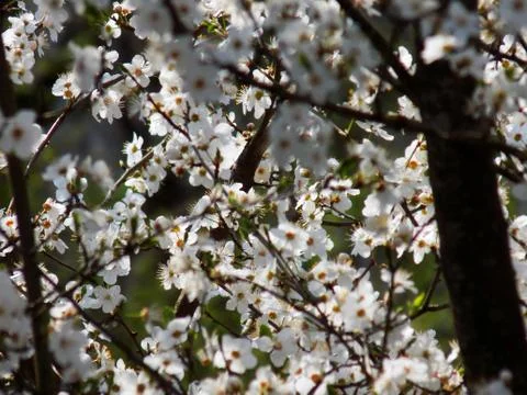 Flowering tree in the spring Stock Photos