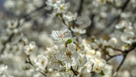 Flowering tree in the spring Stock Photos