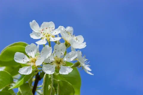 Flowering tree at spring. pollination by bees. Stock Photos
