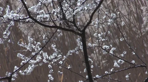 Flowering Tree in Spring with Reeds Background Video stock 48547683