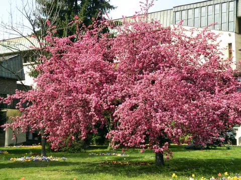 Flowering tree in the spring - Romania 스톡 사진
