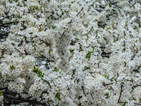Flowering tree in the spring - Romania Foto stock