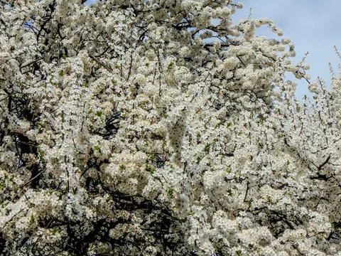 Flowering tree in the spring - Romania 写真素材