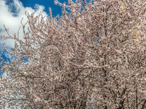 Flowering tree in the spring - Romania Photos