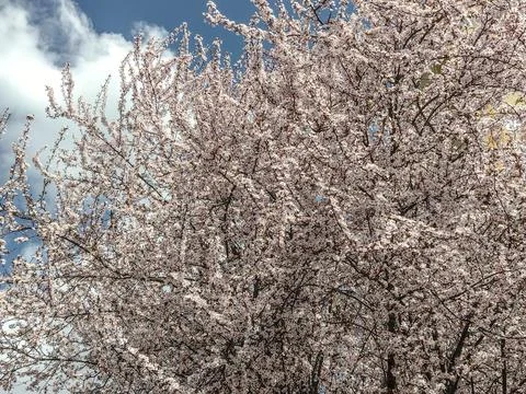 Flowering tree in the spring - Romania Stockfoto's