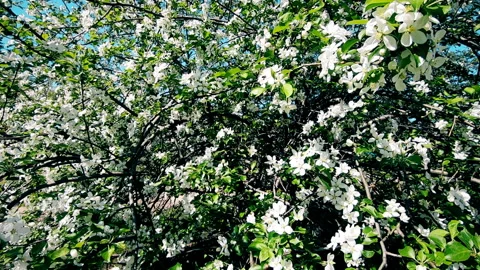 Flowering tree in spring on a Sunny day Stock Footage 108825410