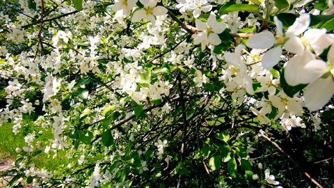 Flowering tree in spring on a Sunny day, bees Stock Footage 108901519