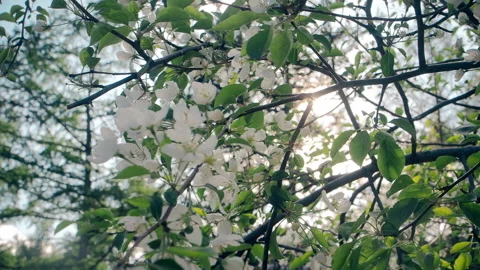 Flowering tree in spring on a Sunny day Stock Footage 109100448