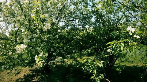 Flowering tree in spring on a Sunny day Stock Footage 109324669