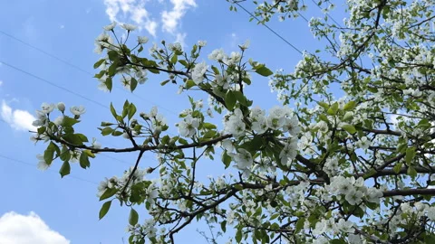 Flowering tree, spring, sunny weather, bee collects nectar Stock Footage 194130460