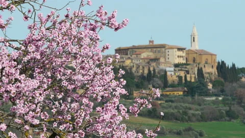 Flowering tree in spring with the town of Pienza on the background. Stock Footage 171167352