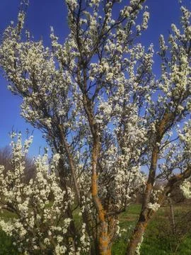 Flowering Tree in Spring Under a Blue Sky Foto stock