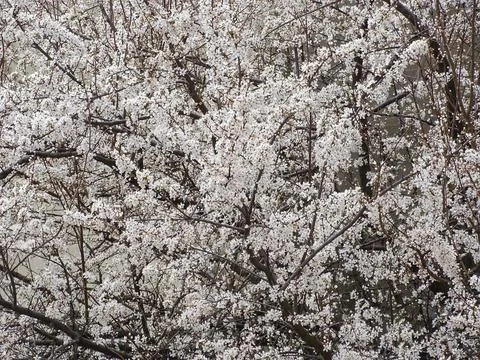 Flowering tree in spring. White tree 写真素材