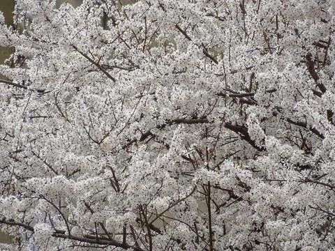 Flowering tree in spring. White tree Fotos Stock
