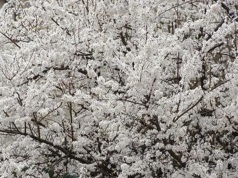 Flowering tree in spring. White tree 写真素材