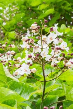 Flowering tree in the summer Stock Photos