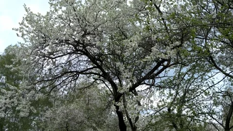 A flowering tree in the sun in the forest 库存影片 240433853