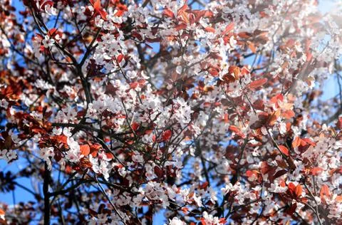 Flowering tree in the sunlight Stock Photos