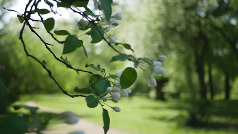 Flowering tree in a sunny garden. Stock Footage 90006582