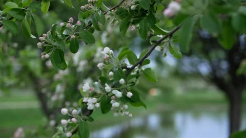 Flowering tree in a sunny garden. Stock Footage 154438858