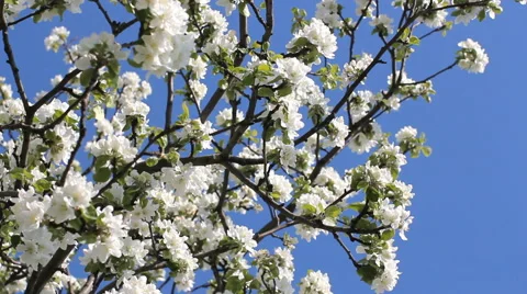Flowering tree in a sunny garden. Spring garden, blooming apple tree. Video stock 67635187