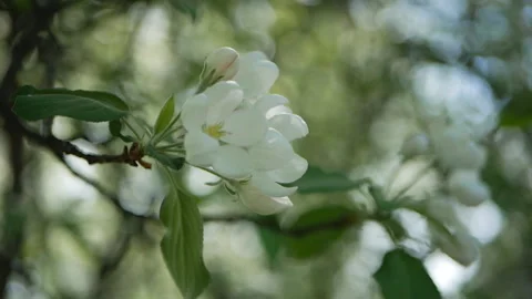 Flowering tree in a sunny garden. Spring garden, blooming apple tree. Stock Footage 90005029