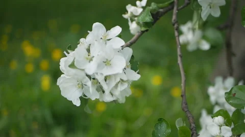 Flowering tree in a sunny garden. Spring garden, blooming apple tree. 動画素材 90006185