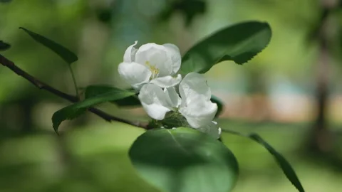 Flowering tree in a sunny garden. Spring garden, blooming apple tree. Stock Footage 90834580