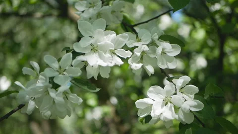 Flowering tree in a sunny garden. Spring garden, blooming apple tree. Stock Footage 90841280