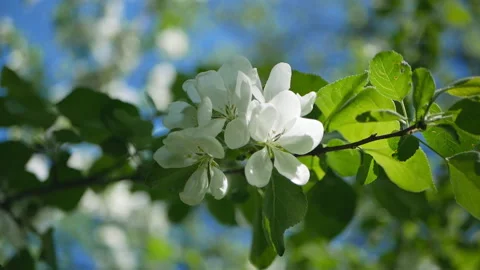 Flowering tree in a sunny garden. Spring garden, blooming apple tree. Stock-Footage 90842558