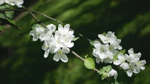 Flowering tree in a sunny garden. Spring garden, blooming apple tree. Stock-Footage 90846106