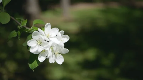 Flowering tree in a sunny garden. Spring garden, blooming apple tree. Stock-Footage 90846980