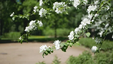Flowering tree in a sunny garden. Spring garden, blooming apple tree. Stock Footage 90847812