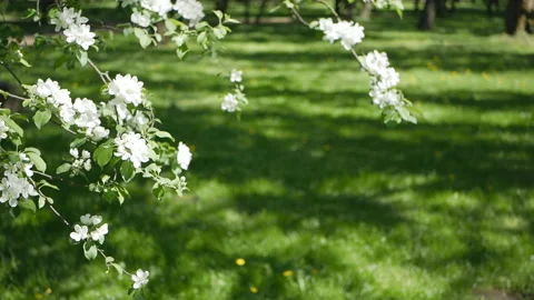 Flowering tree in a sunny garden. Spring garden, blooming apple tree. Video stock 90848366