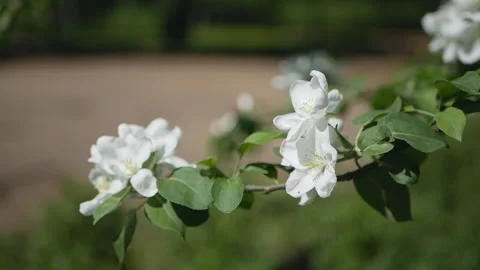 Flowering tree in a sunny garden. Spring garden, blooming apple tree. Stock Footage 90848415