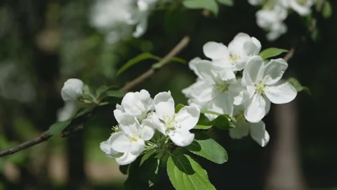 Flowering tree in a sunny garden. Spring garden, blooming apple tree. Stock Footage 90848796